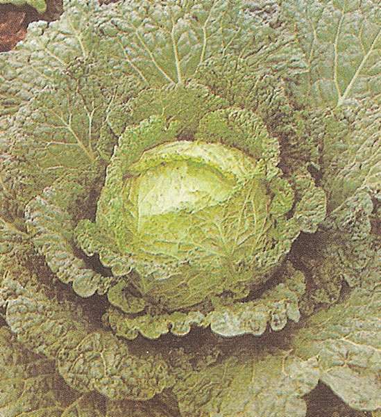 CAVOLO VERZA VERTUS 2 GR.50 - Foto 2